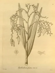 Illustration af: Epidendrum frutex